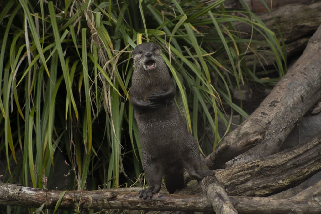 Slimbridge Otter