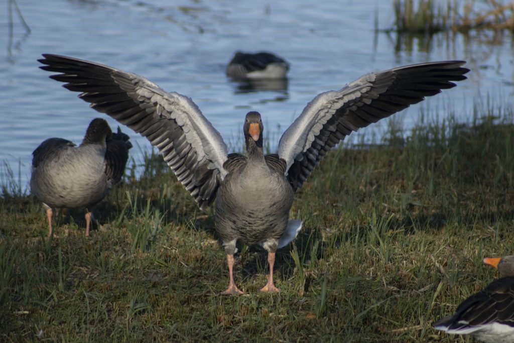 Bird at Slimbridge